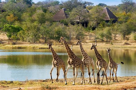 what are some great affordable safaris in south africa